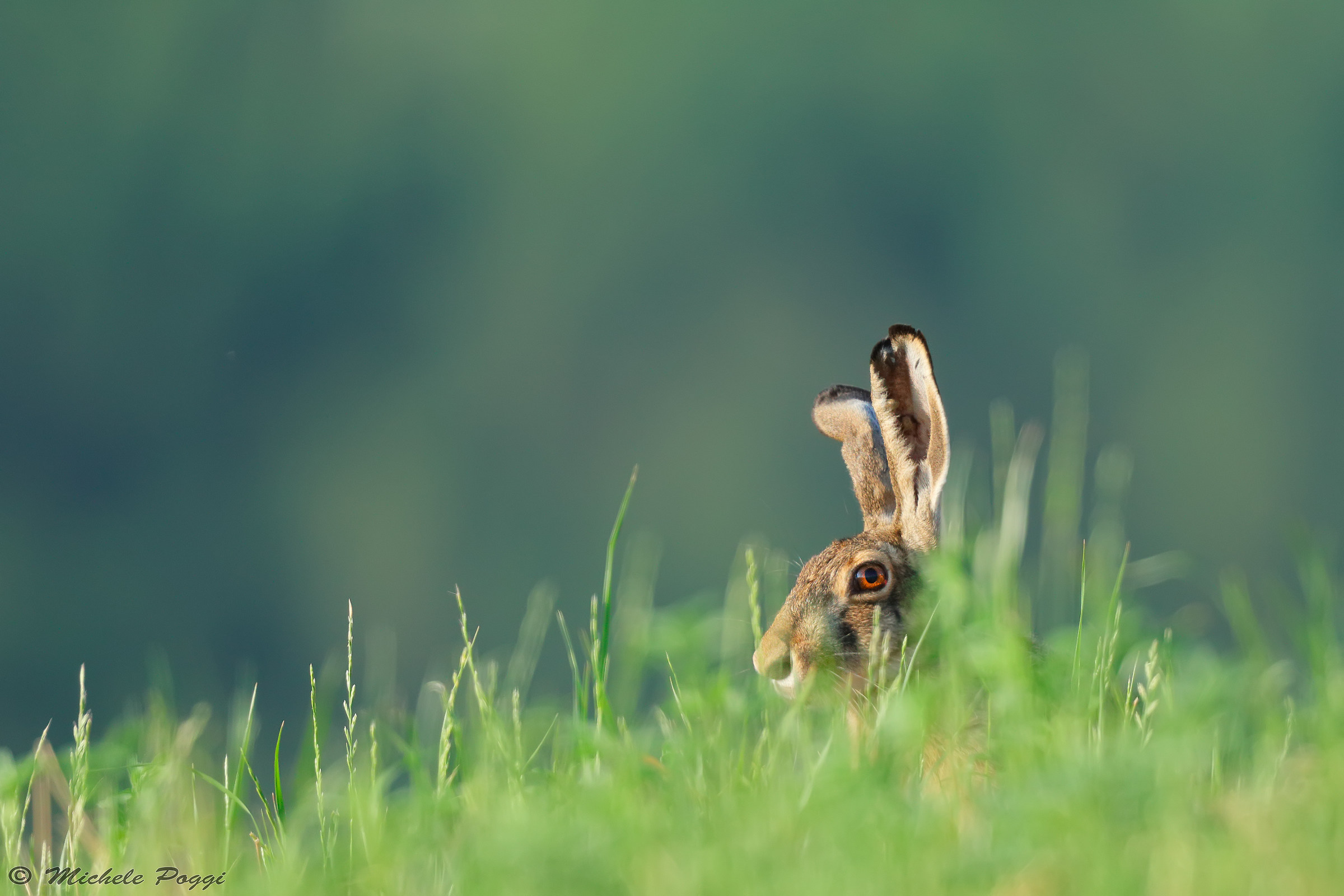 Hare