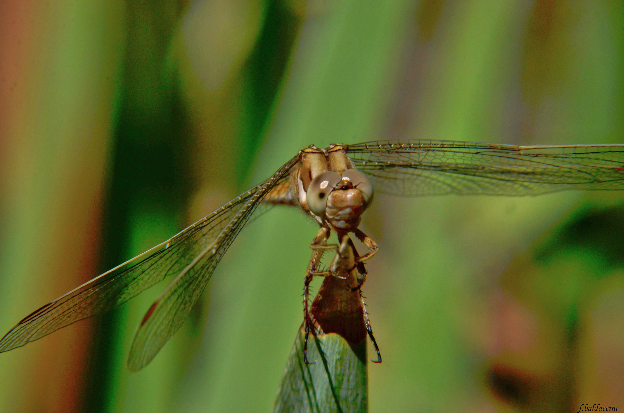 Libellula Macro close up