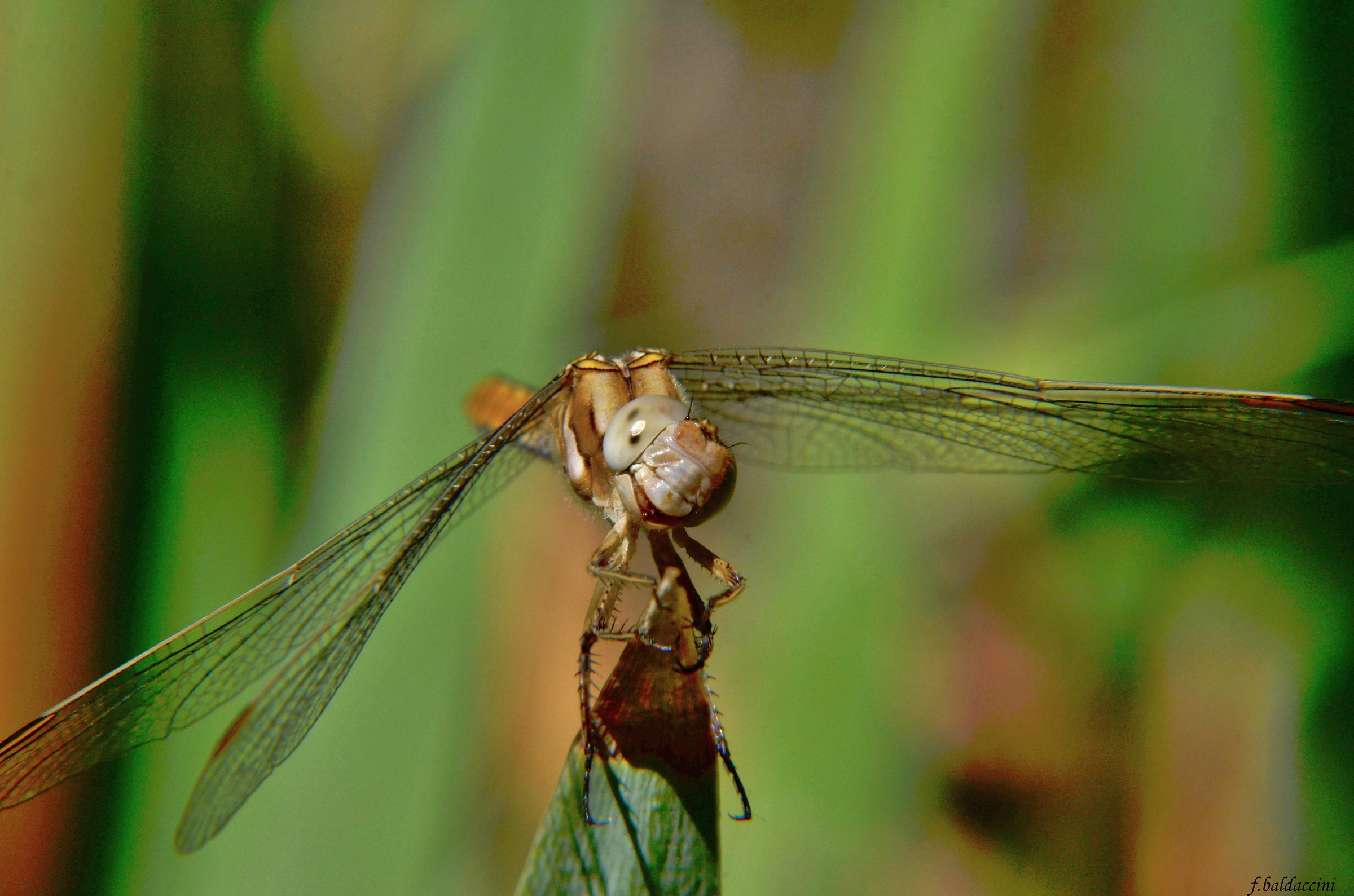 Libellula Macro close up