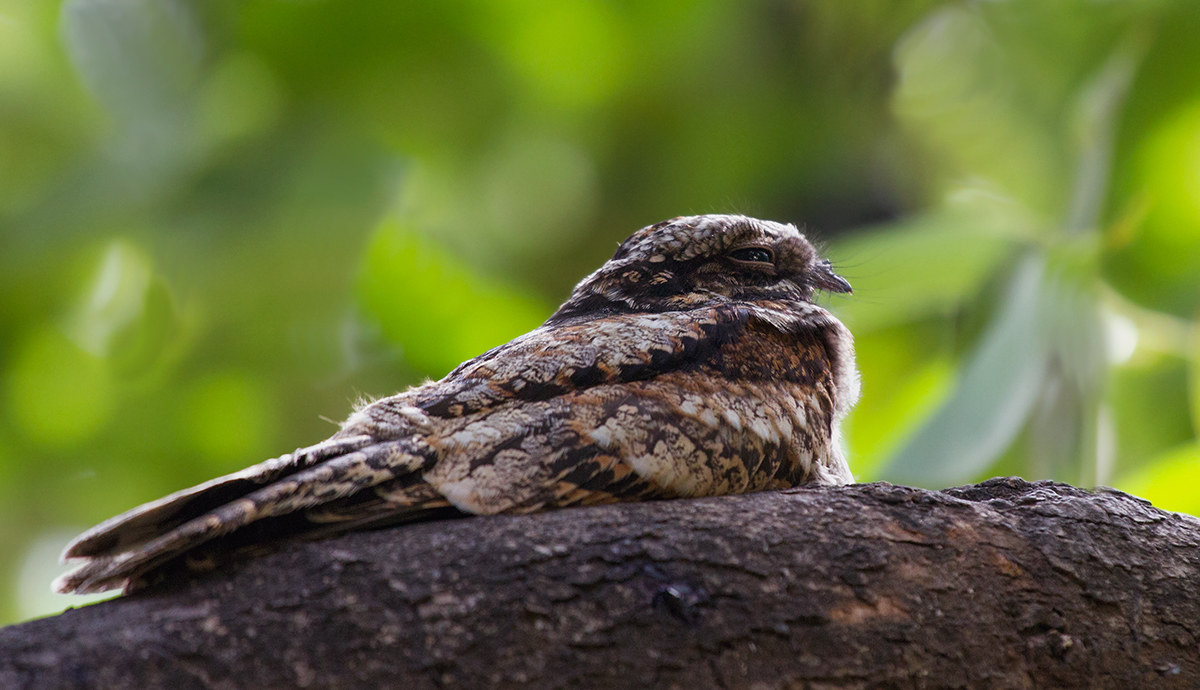 Jungle Nightjar.