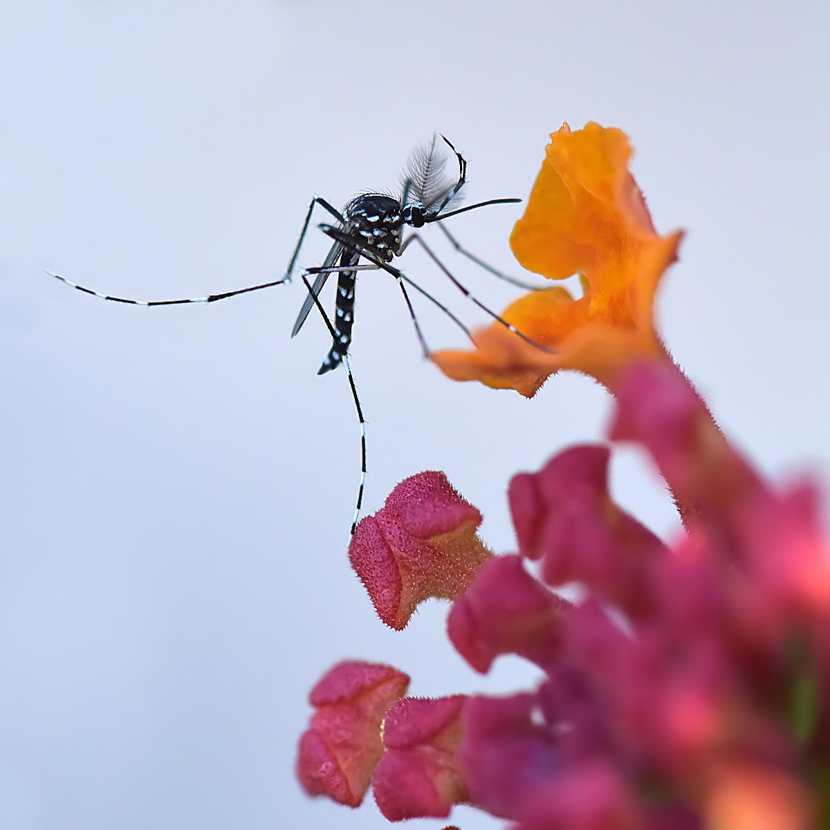 tiger on lantana