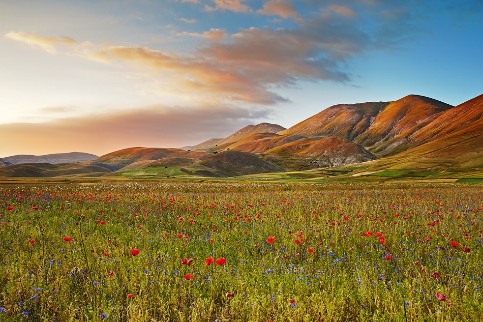 flowers on the plain