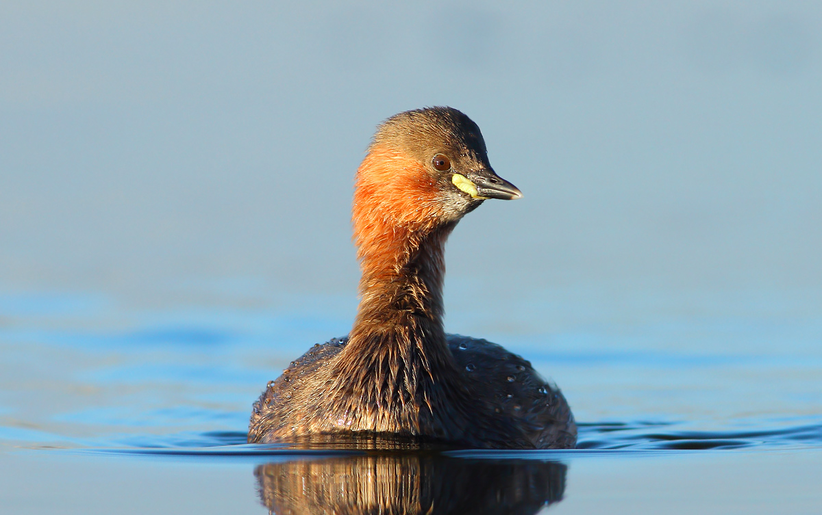 Little grebe