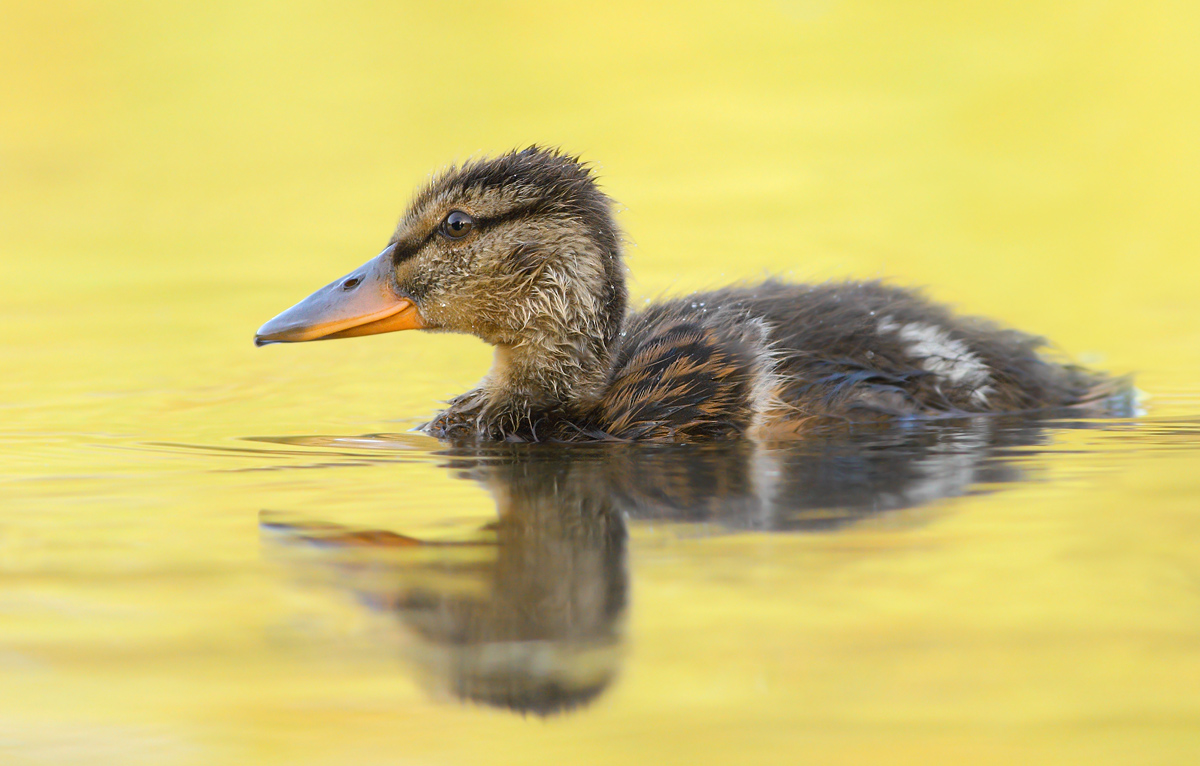 young duck