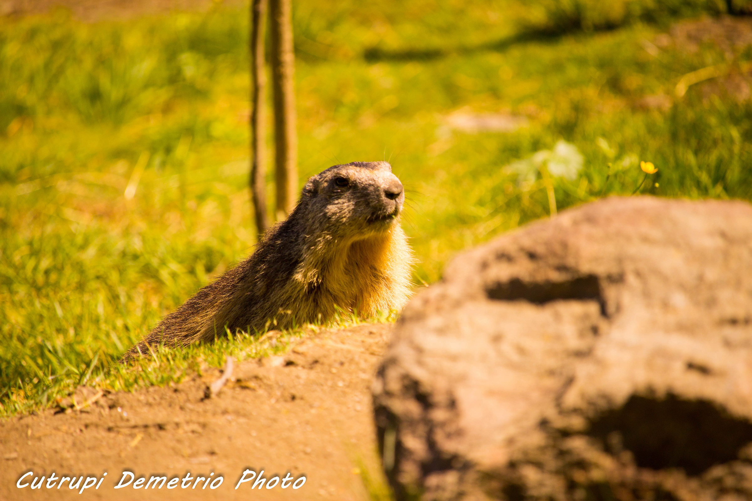 marmot