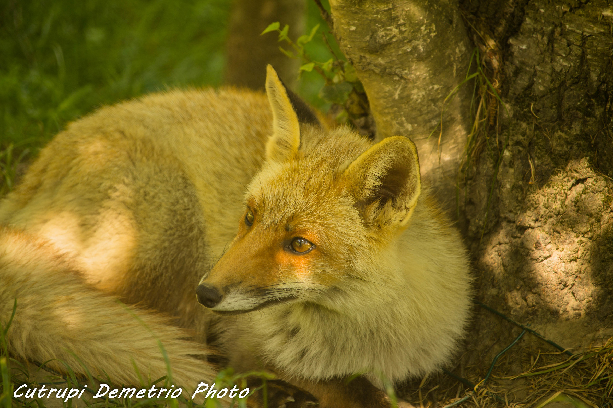 Fox at rest