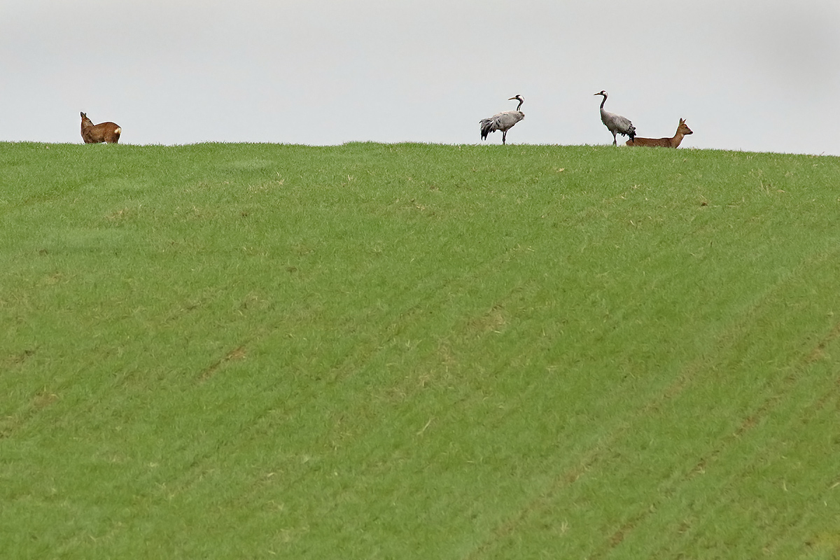 cranes and deer