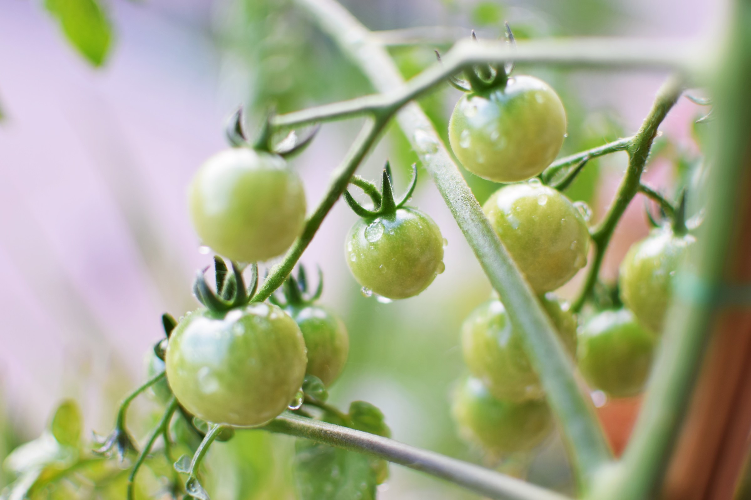 Gio Pomodoro il giovane