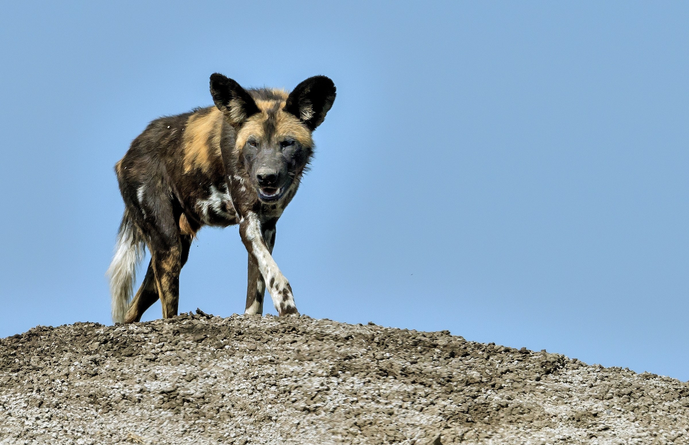 Tanzania 2016 - Licaon