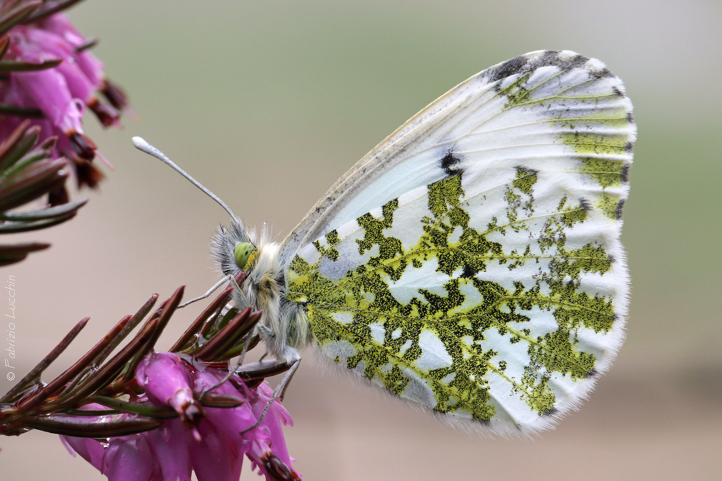Anthocharis cardamines female