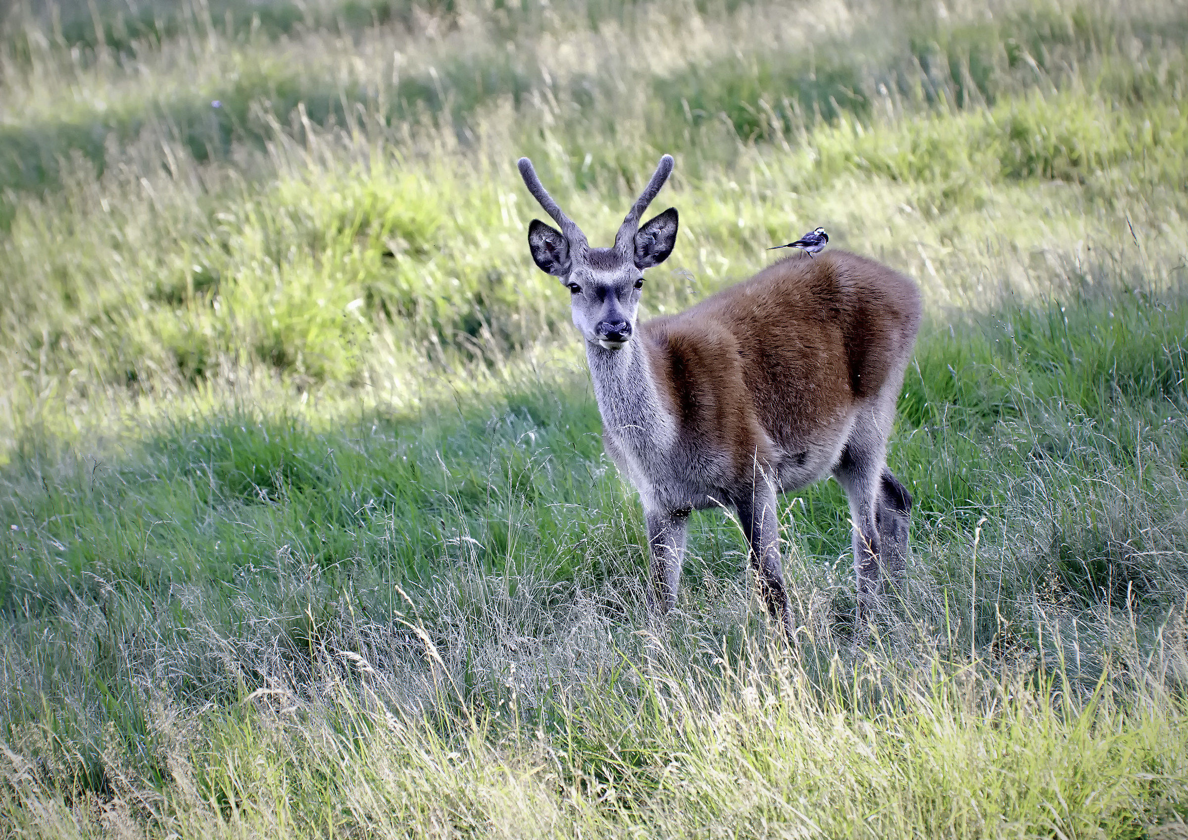 Parco naturale di Paneveggio