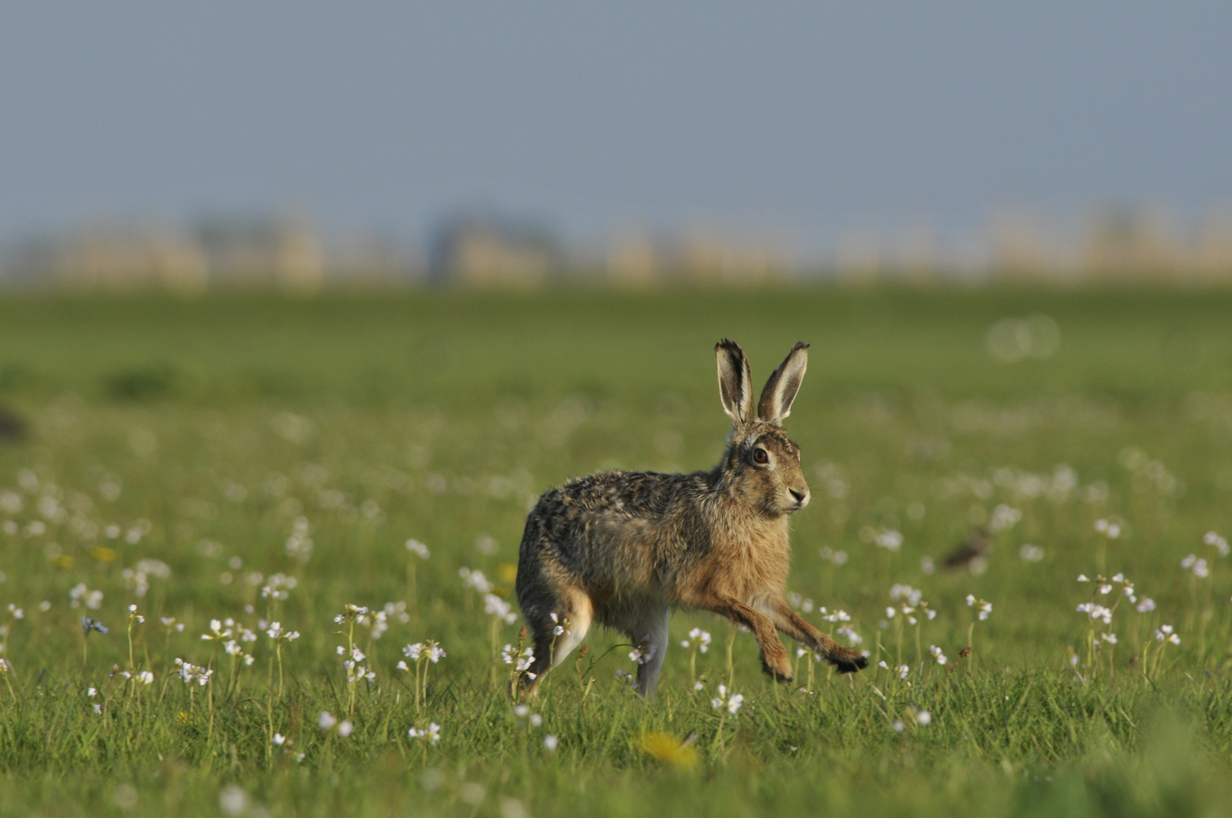 incoming hare