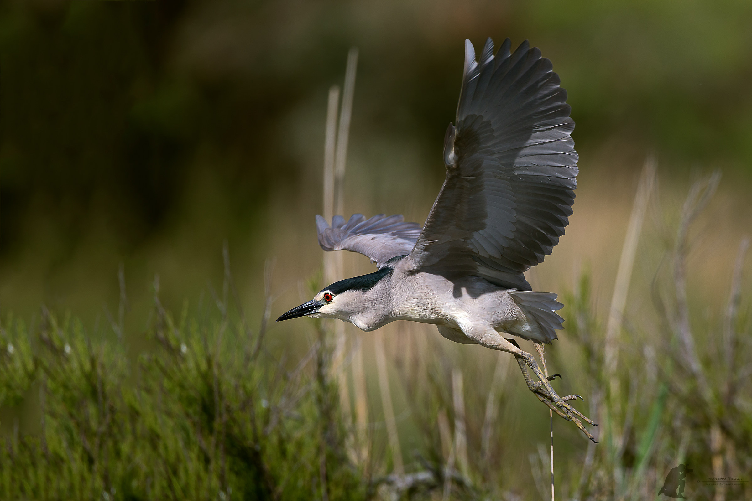 Flight of the Night Heron