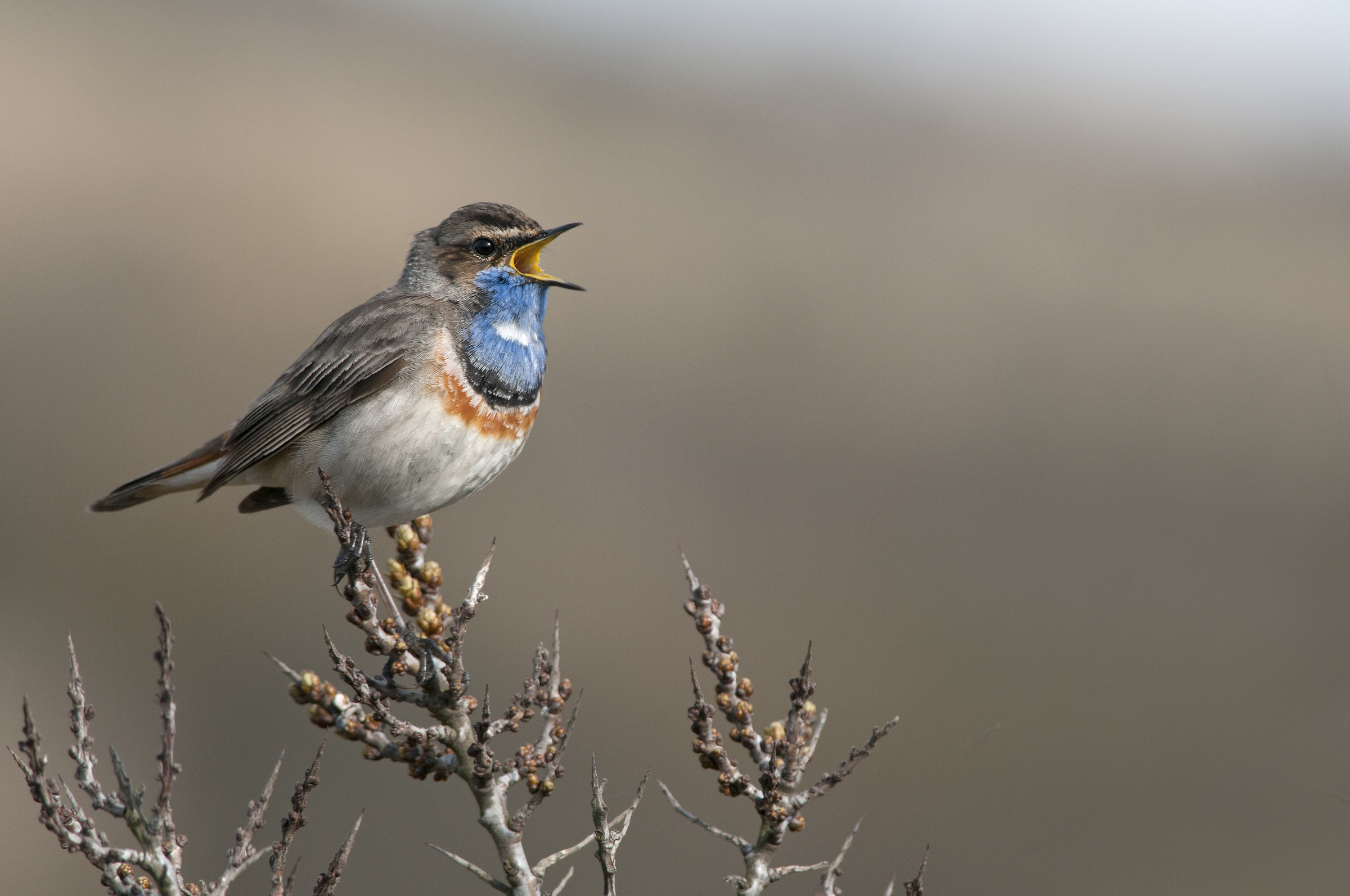 bluethroat