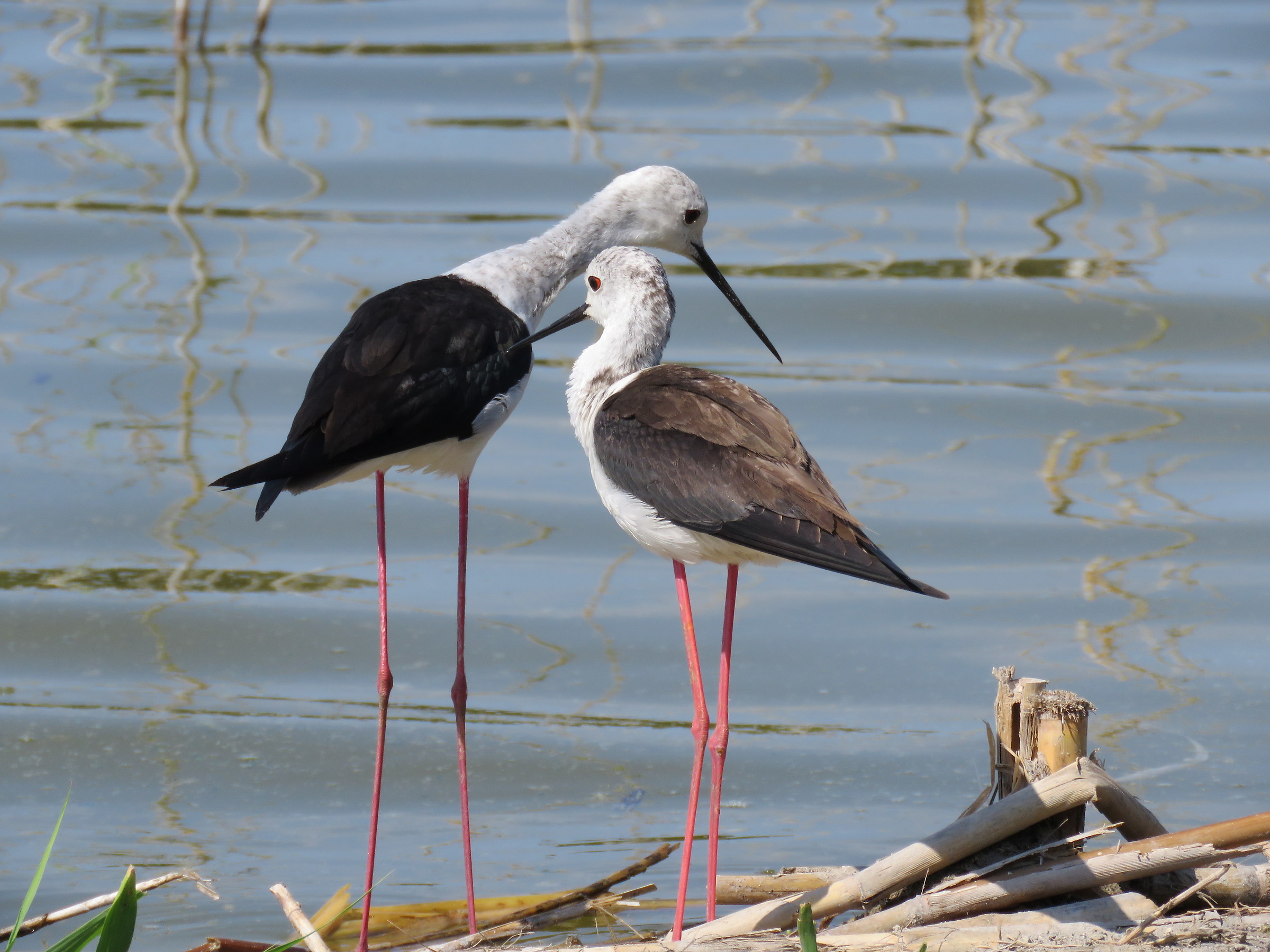 Knights of Italy in caring attitude