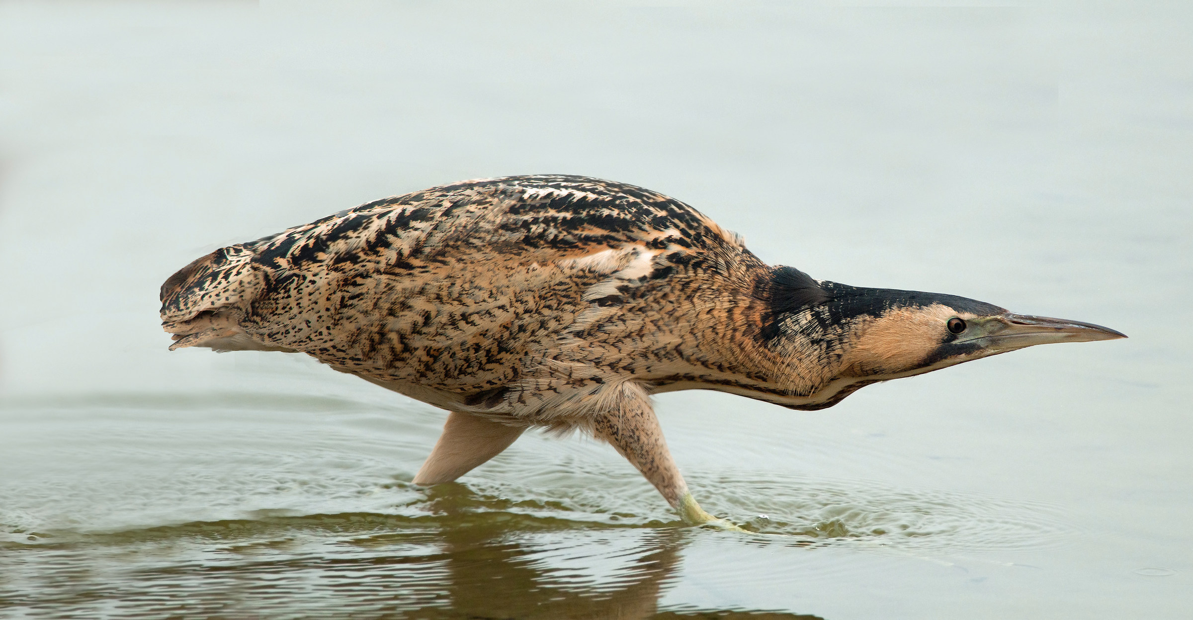 bittern out of the reeds