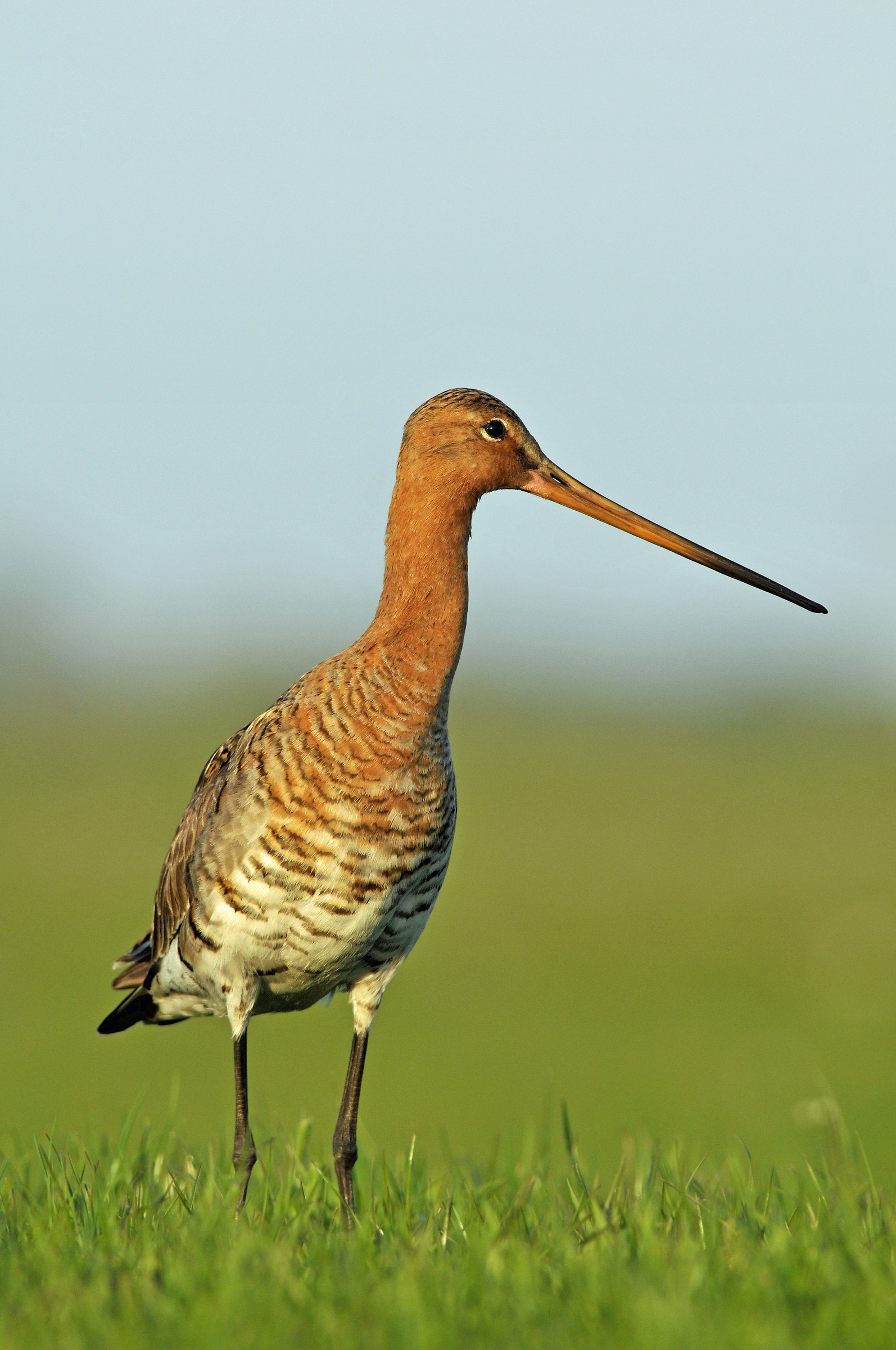 godwit
