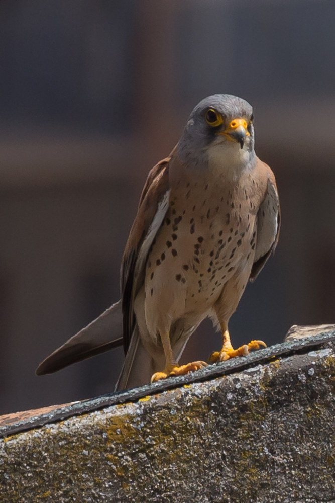 Lesser kestrel