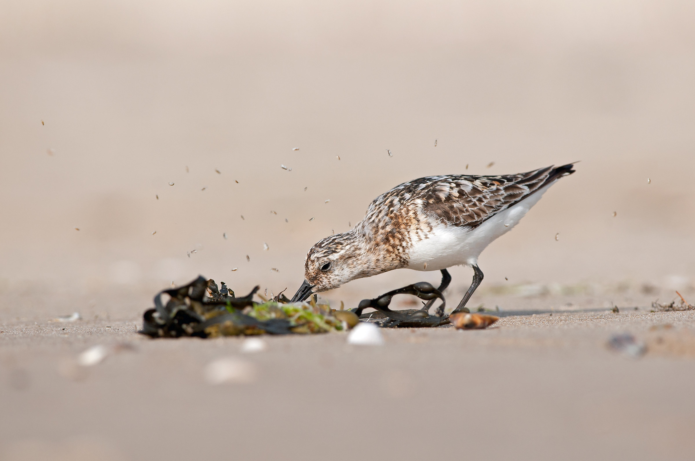sanderling looking for sandfleas