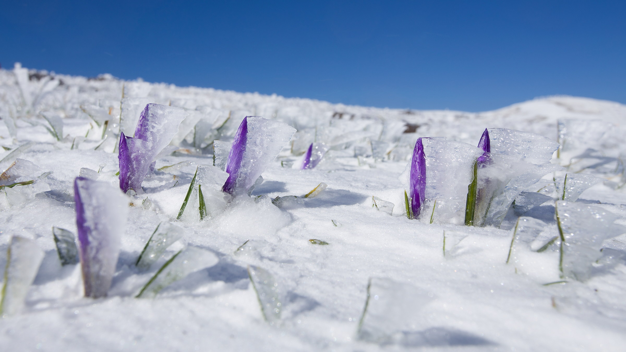 A word of ice and crocus