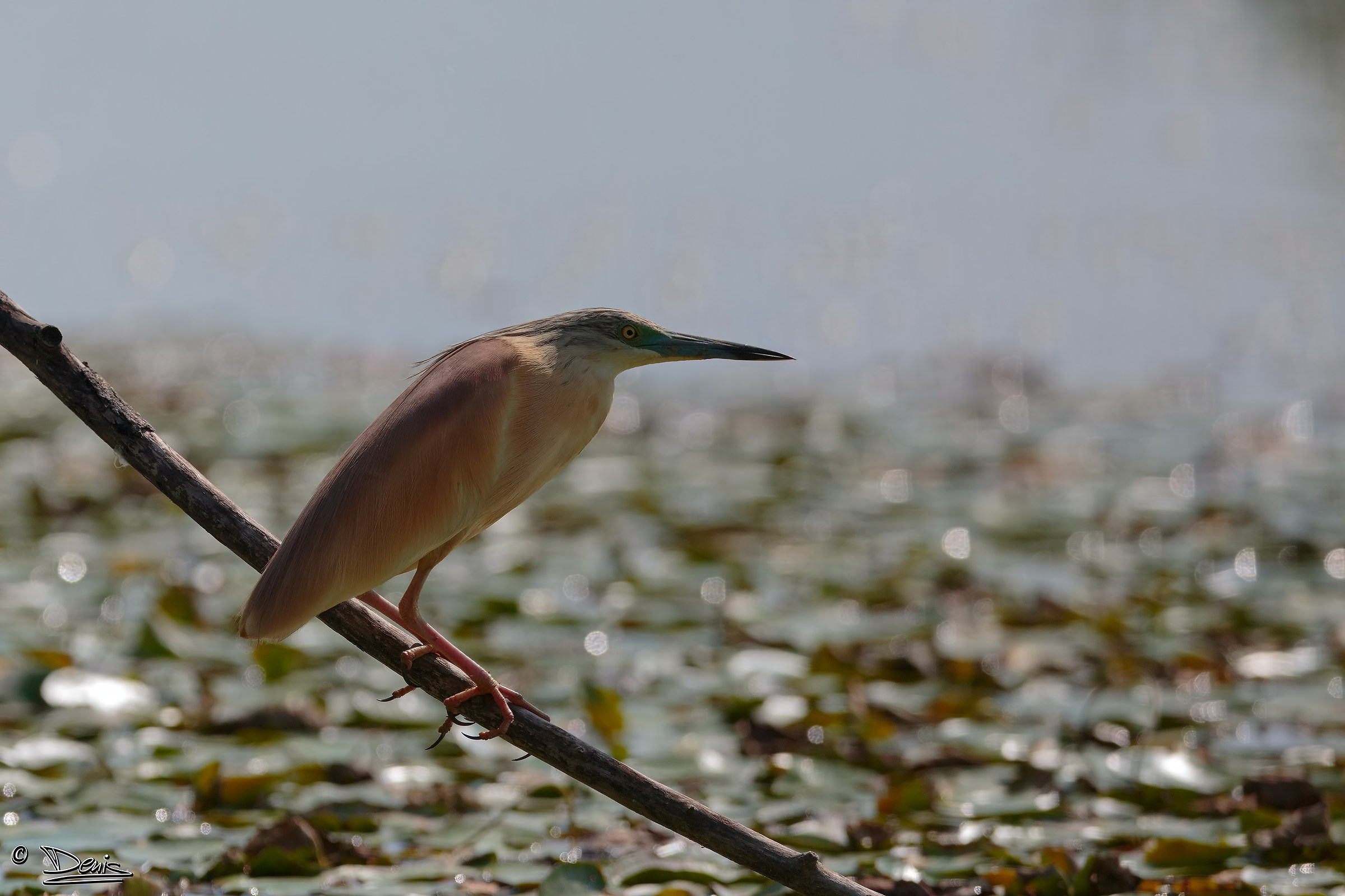 Sgarza Ciuffetto backlit
