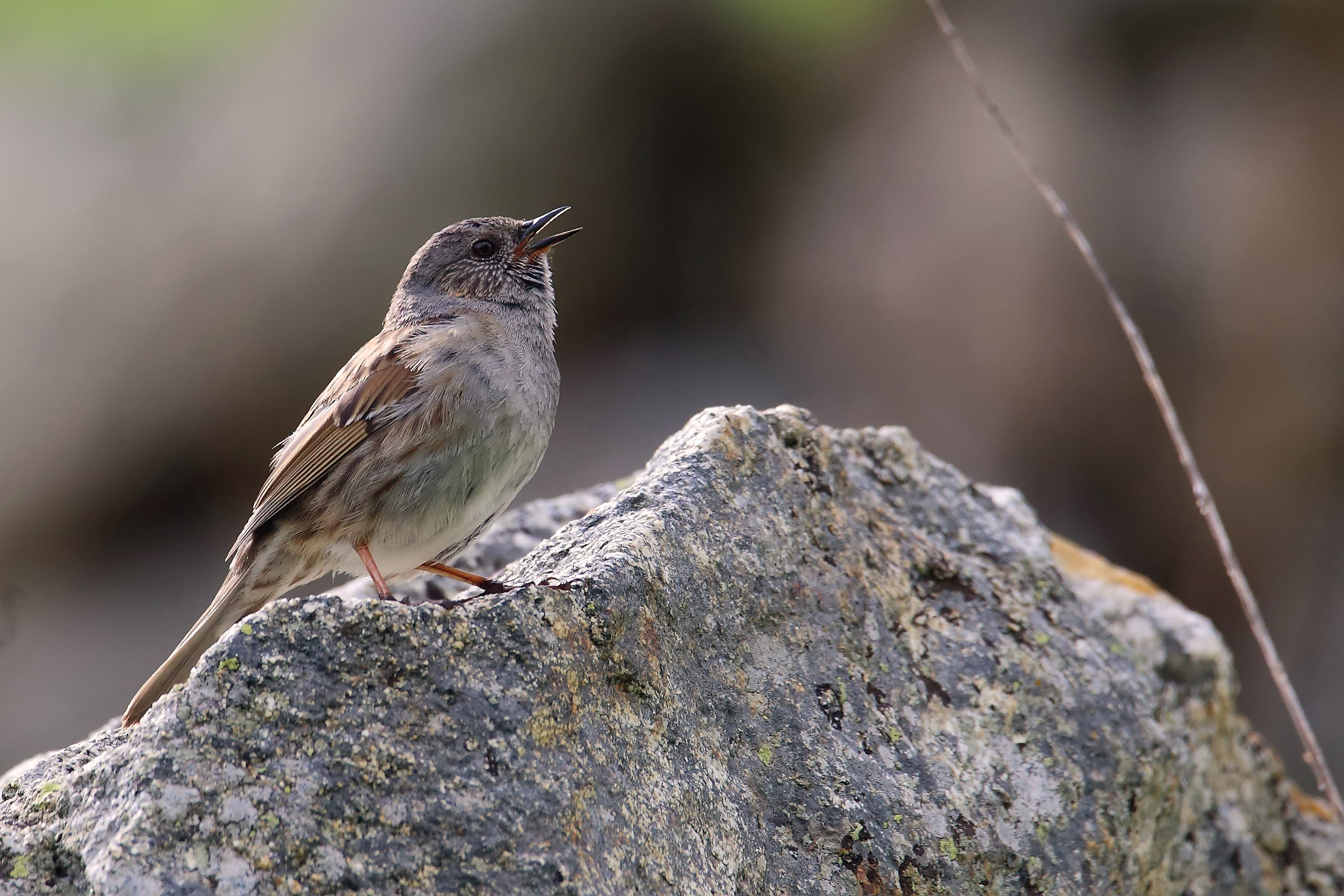 Dunnock in hand