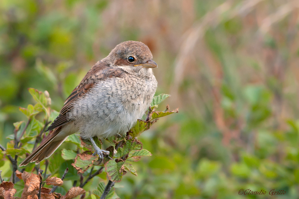 Shrike juv.