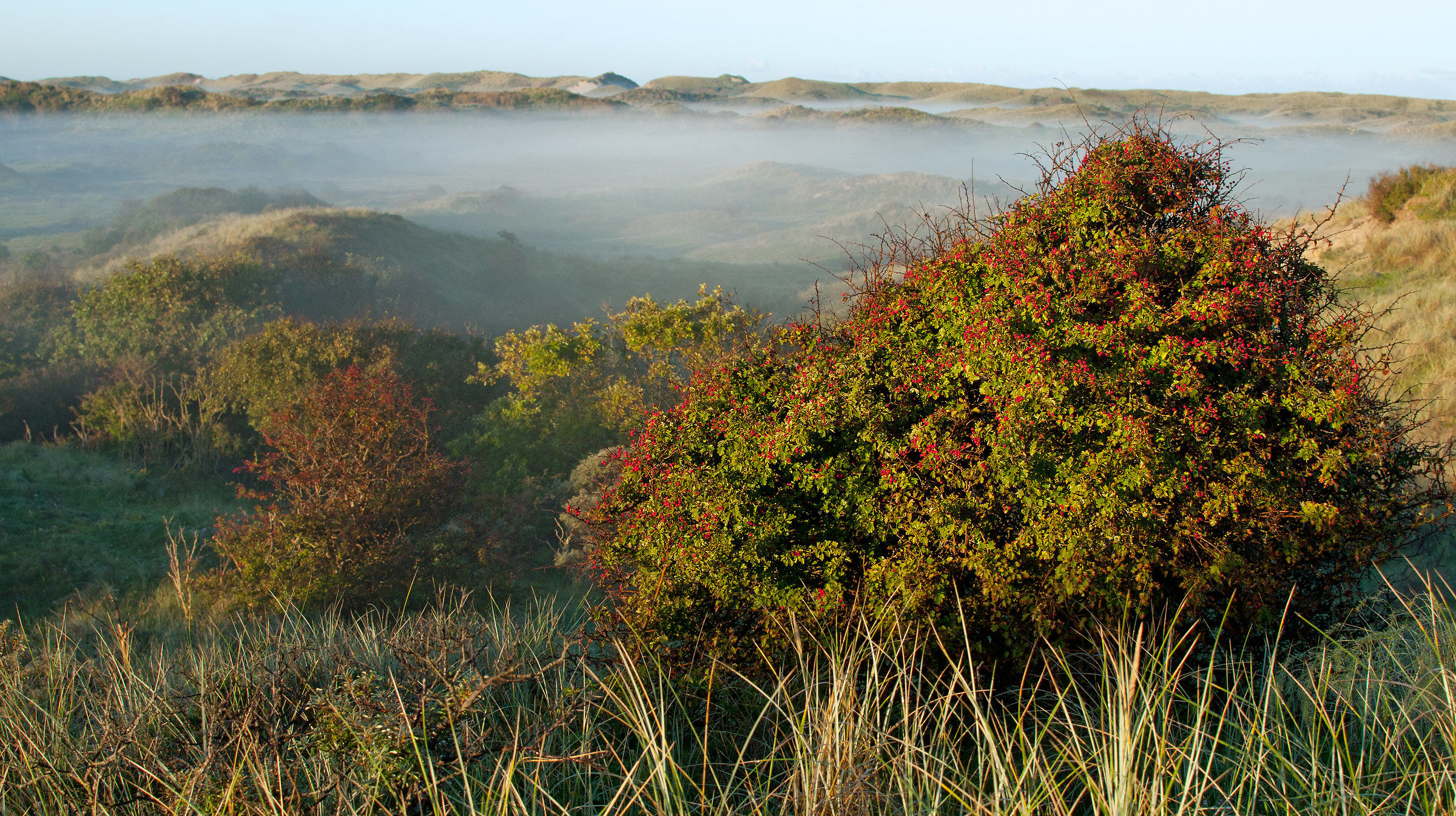 Westcoast of North  Holland, dunes
