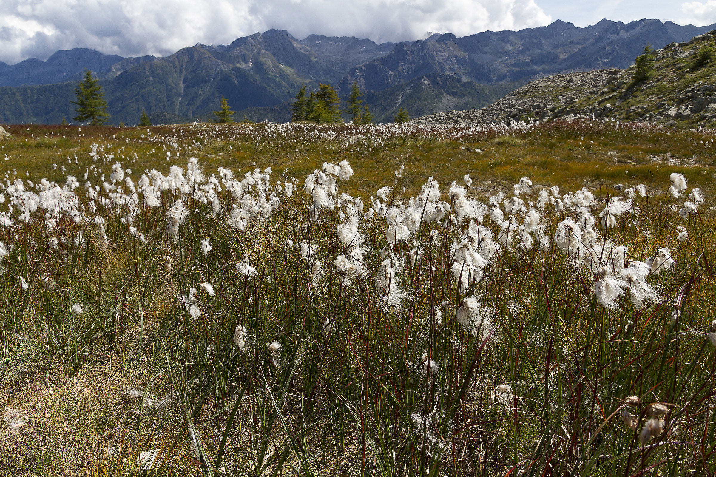 Pennacchio a foglie larghe (Cyperaceae)