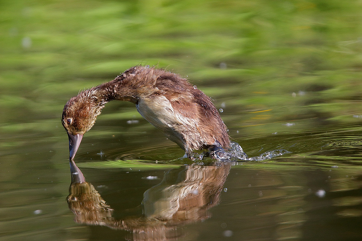 Dip the small Pochard