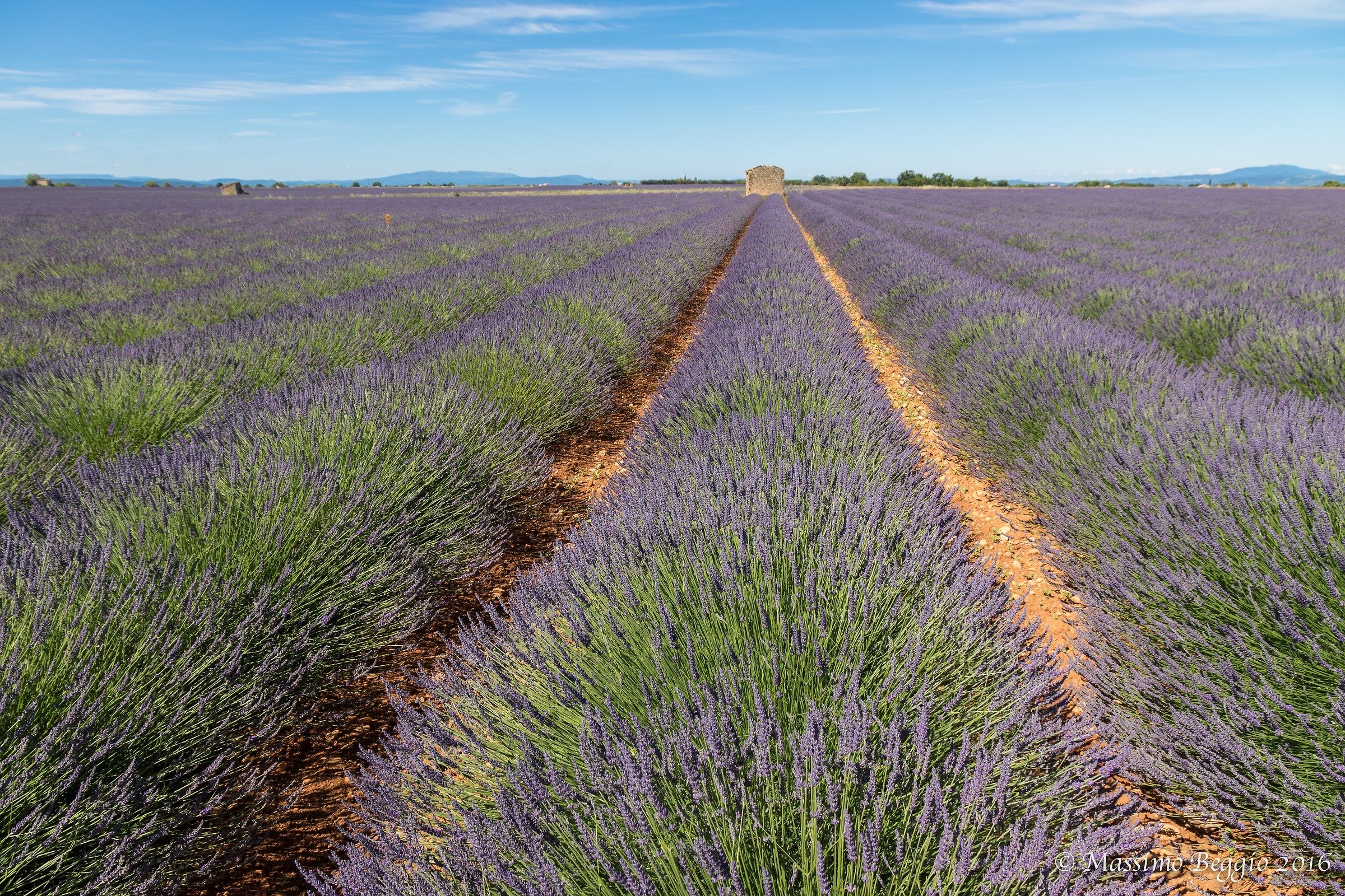 Lavanda