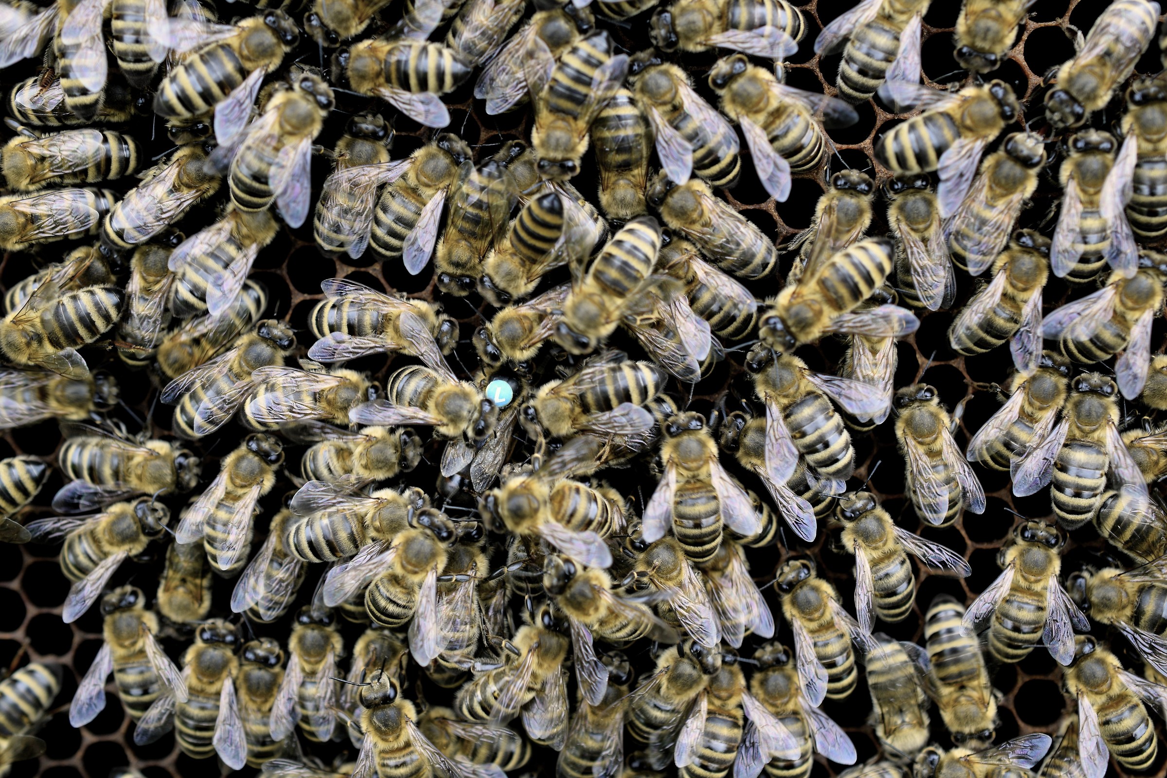 apiculture