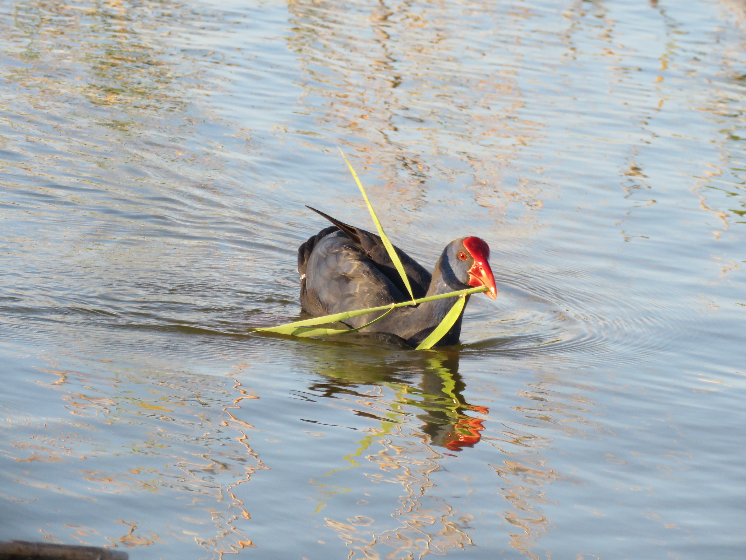 gallinule busy