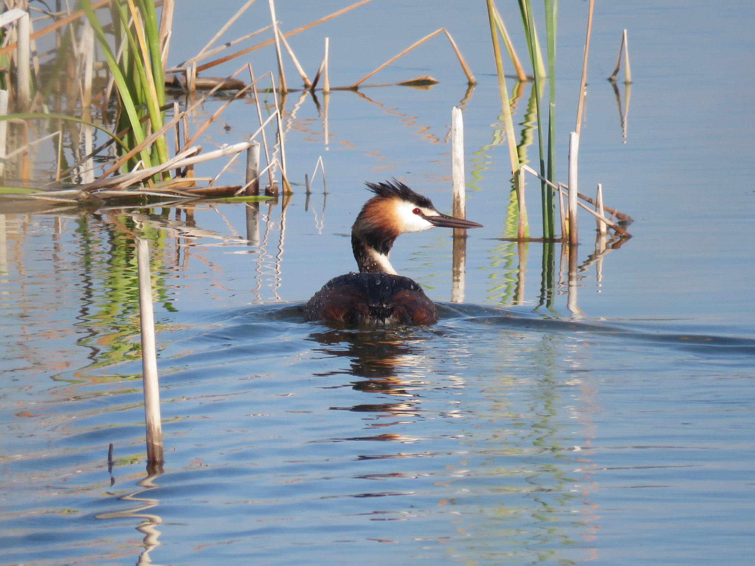 Great Crested Grebe guardedly