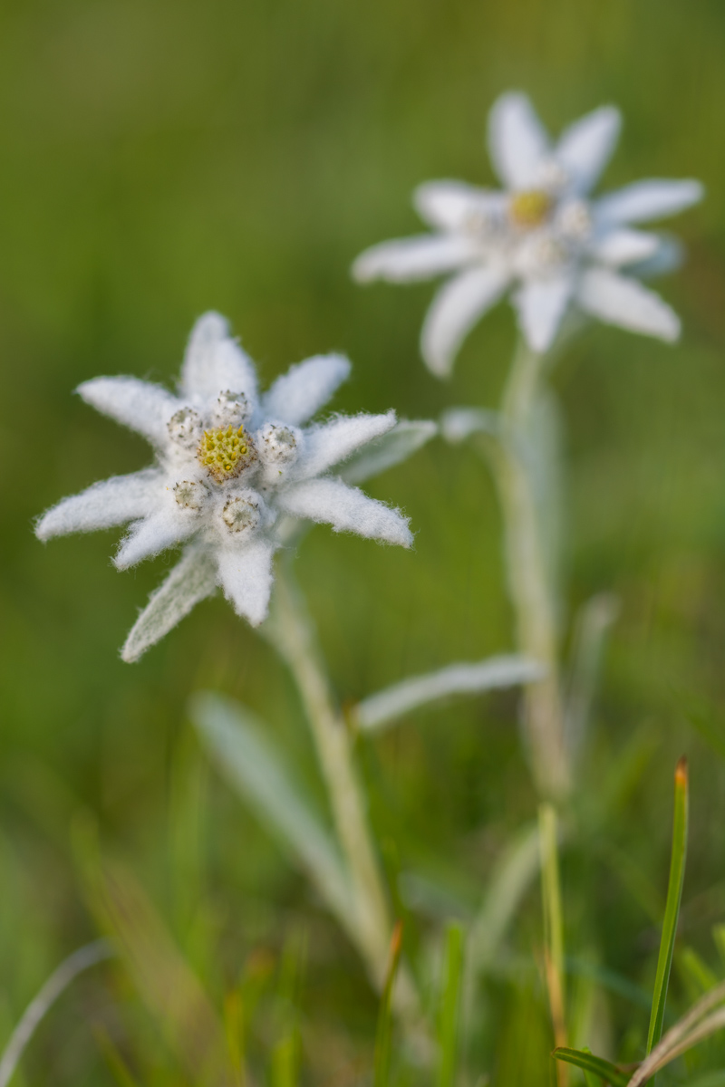 Edelweiss