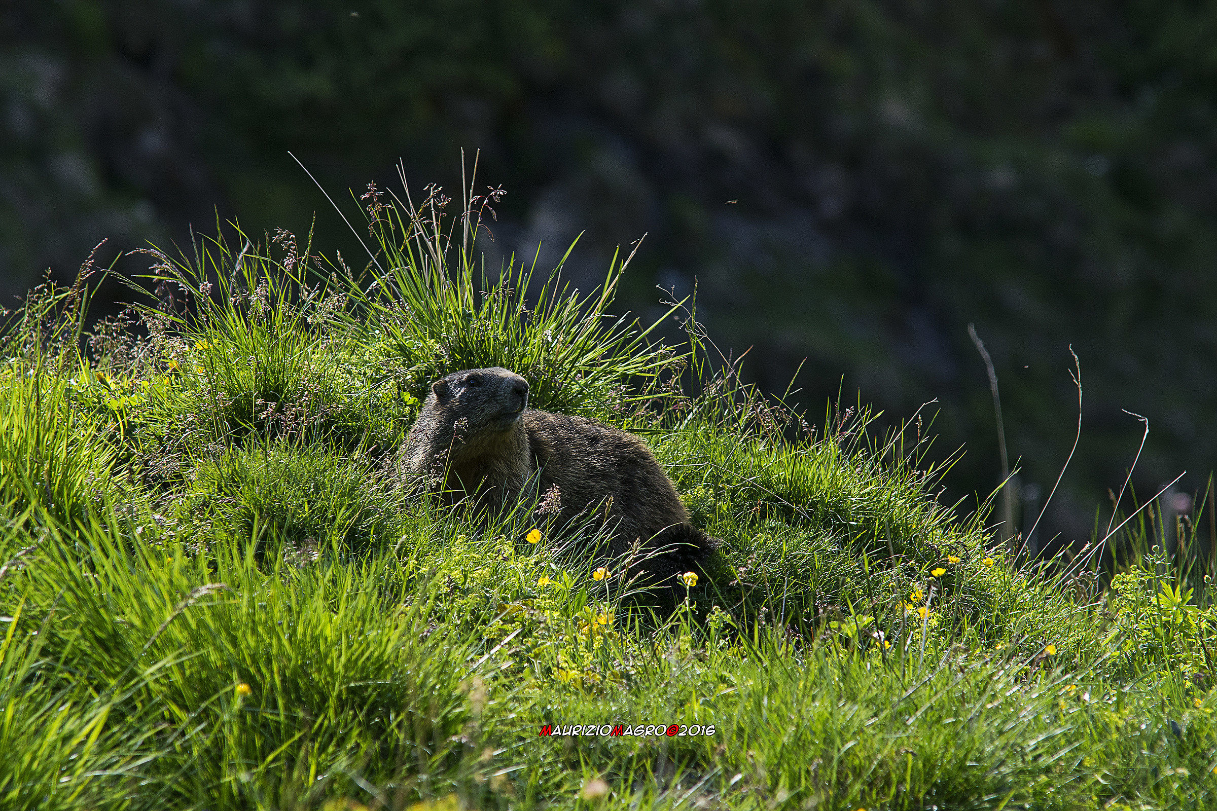 Marmotta solitaria