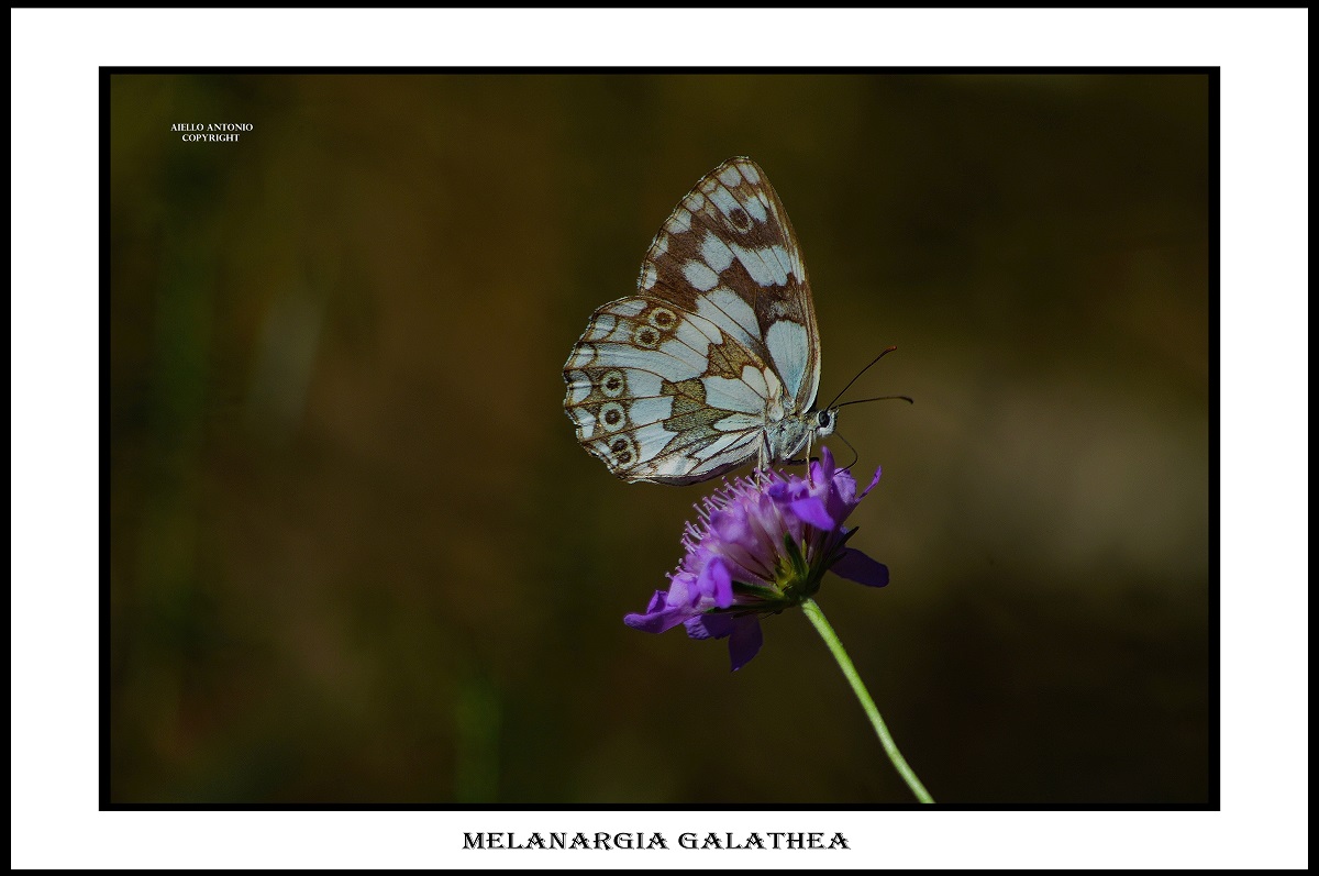 Melanargia galathea