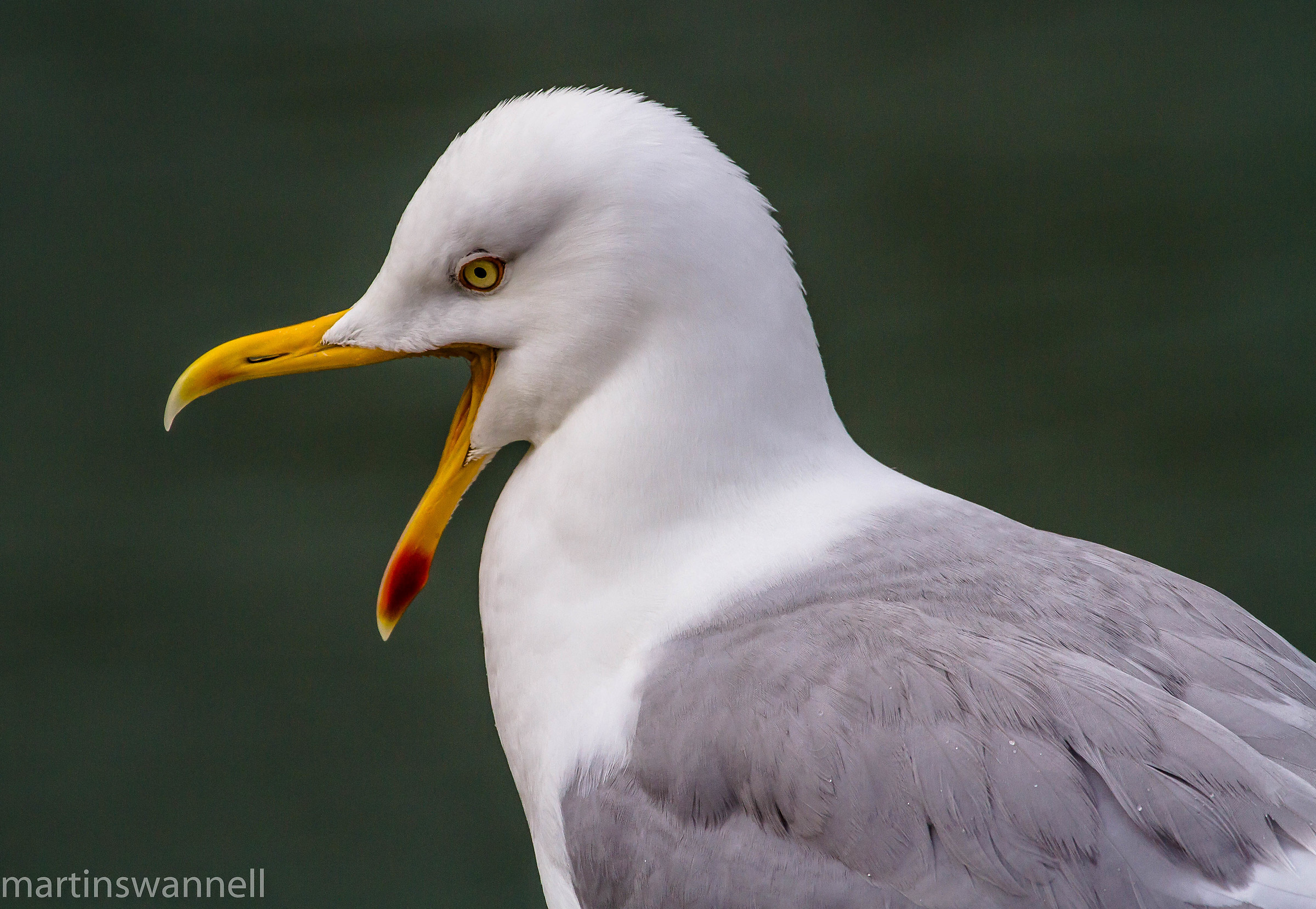 Herring Gull
