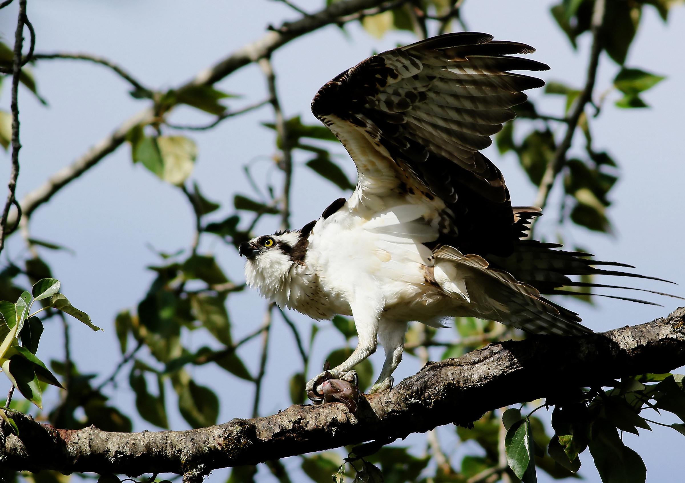 Non ci penso nemmeno!