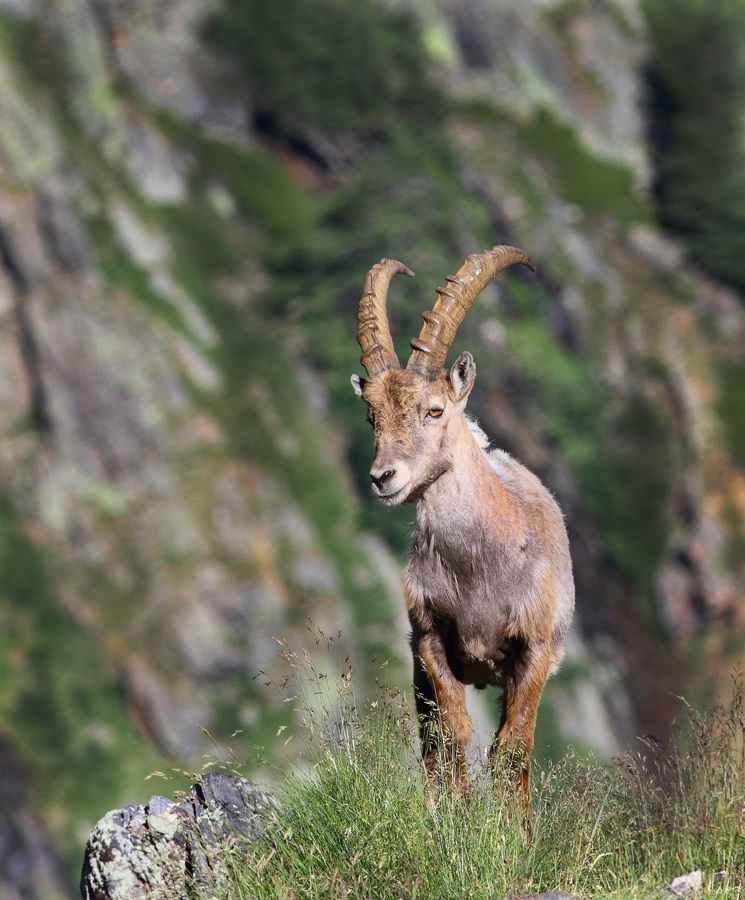 Ibex (Capra ibex)