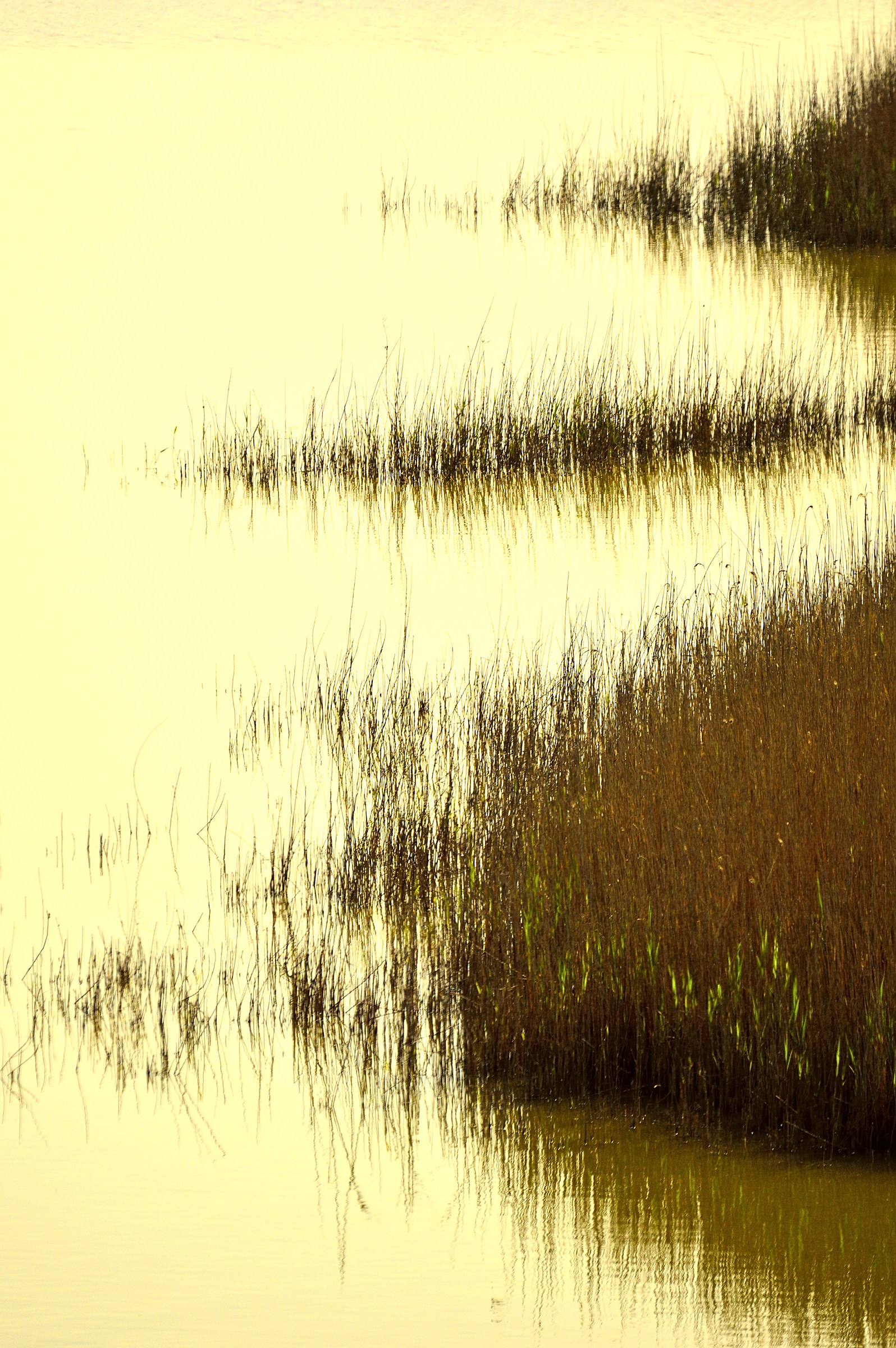 reedbeds