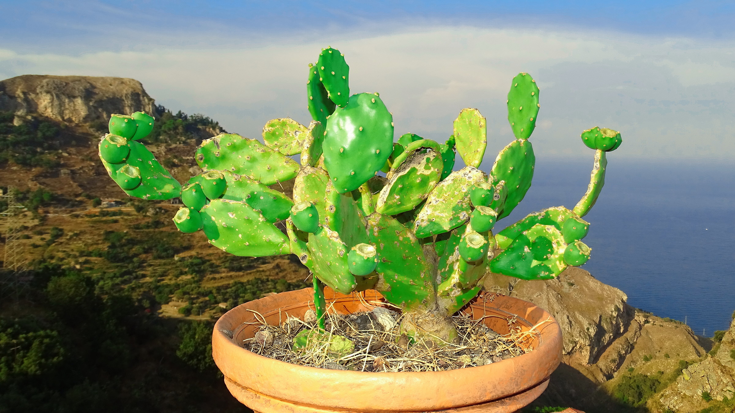 Fichi d'India bonsai