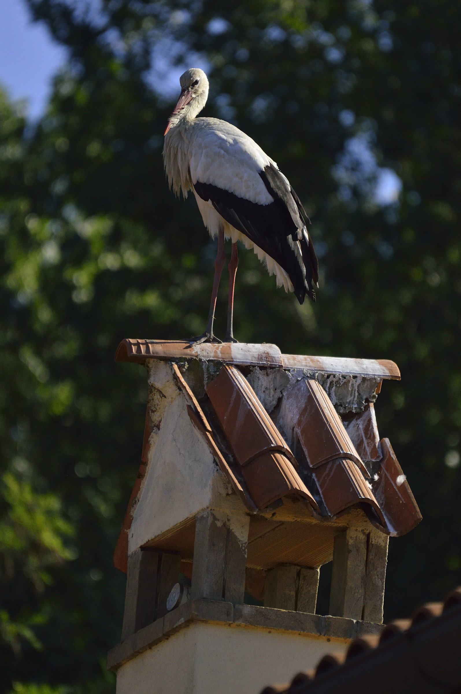 But it is beautiful ....