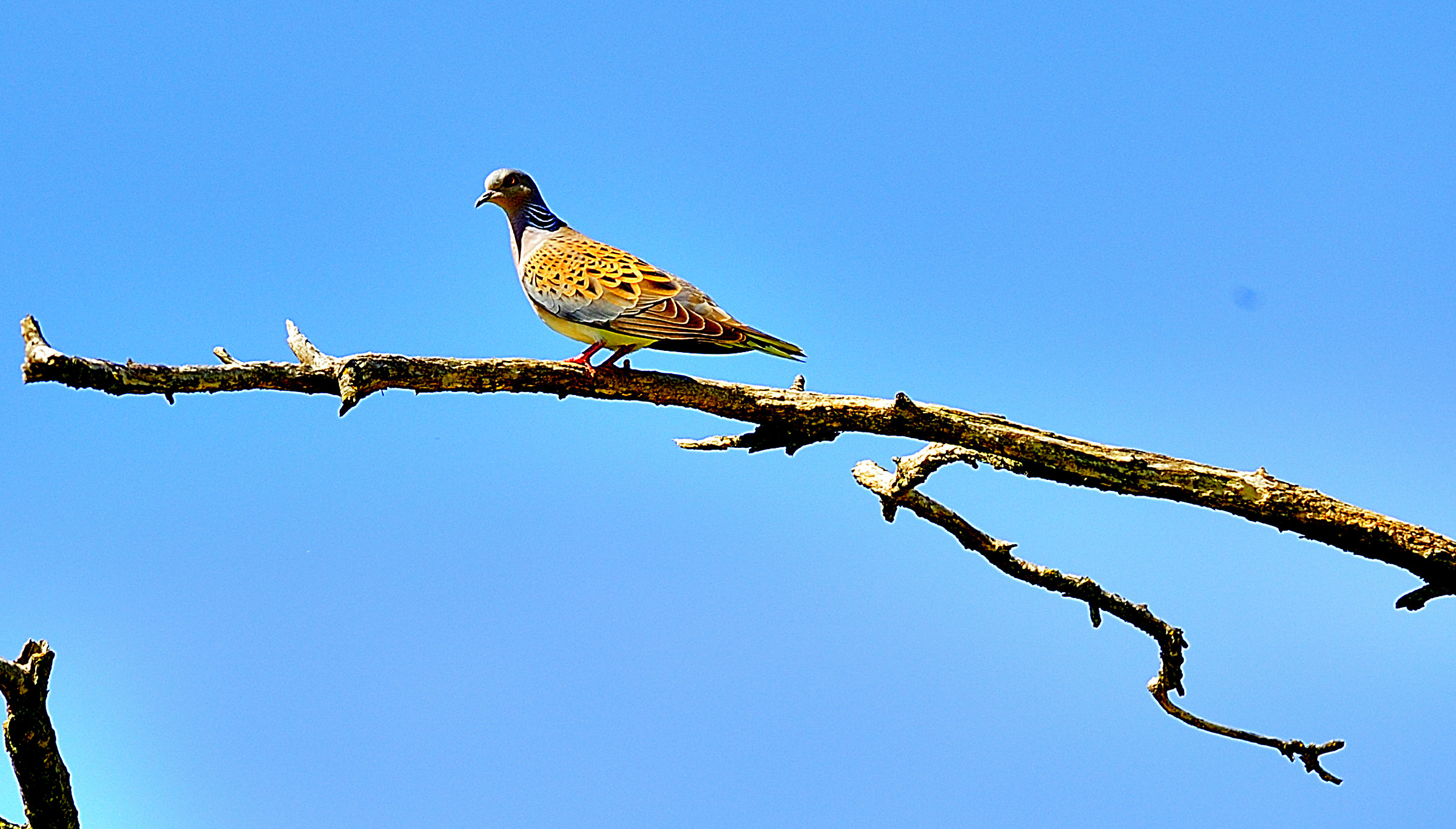 Turtle dove
