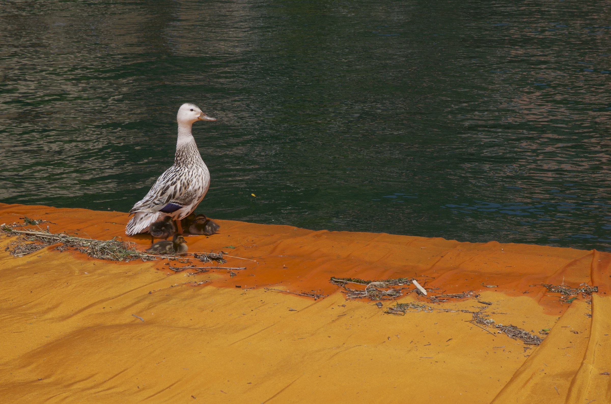 Nuovi nati sulla passerella