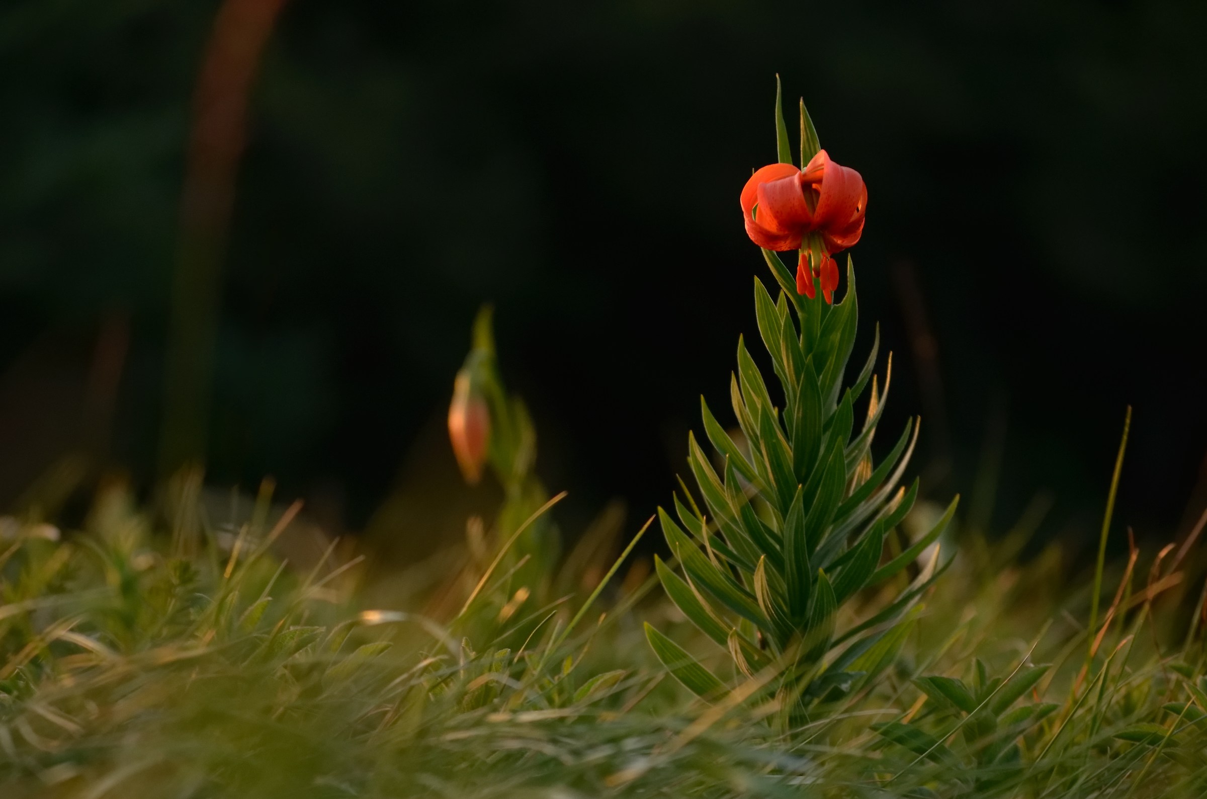 Lilium carniolicum, monte Nanos