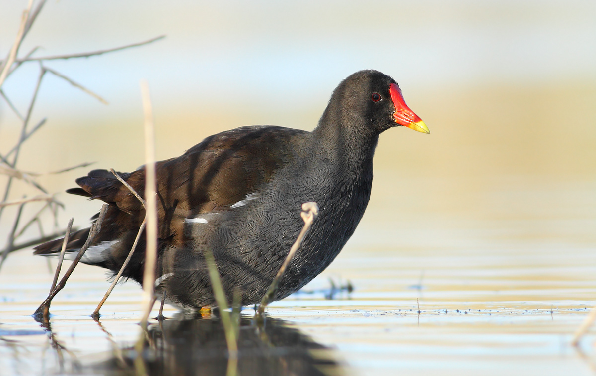 Moorhen