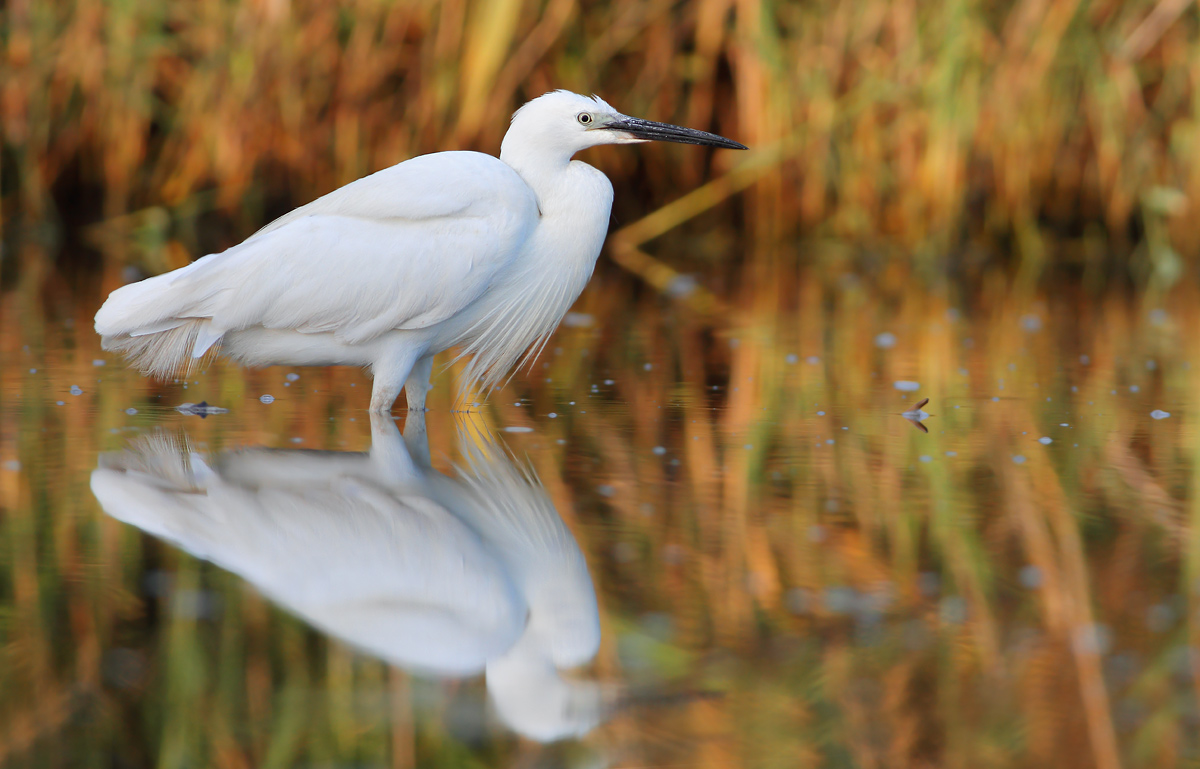 egret
