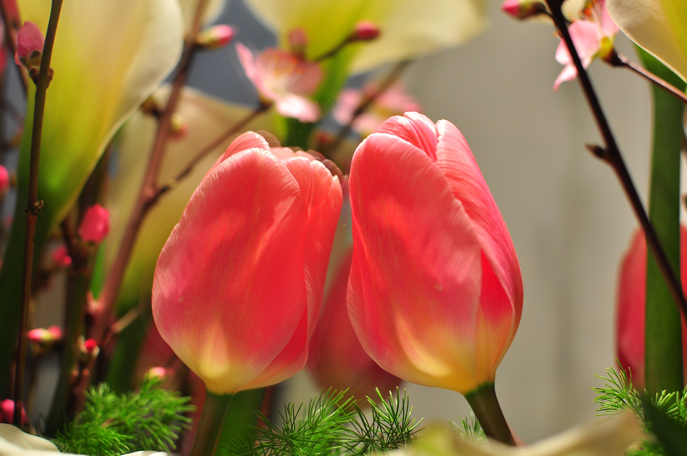 Tulipani innamorati...