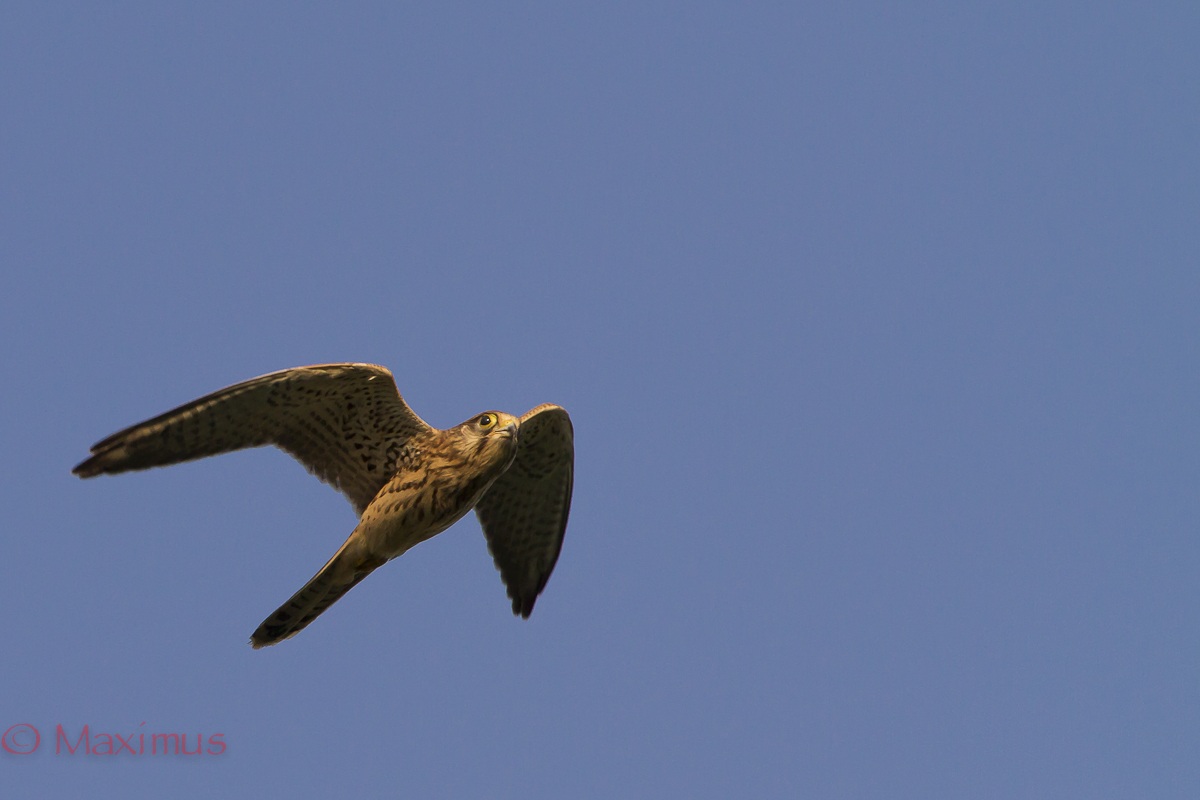 ... kestrel on the hunt ...